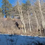 Peaceful Sunny Ski Out Ski In Condo, Parking, Pets