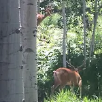 Wapiti Mountain Escape Guest Cabin