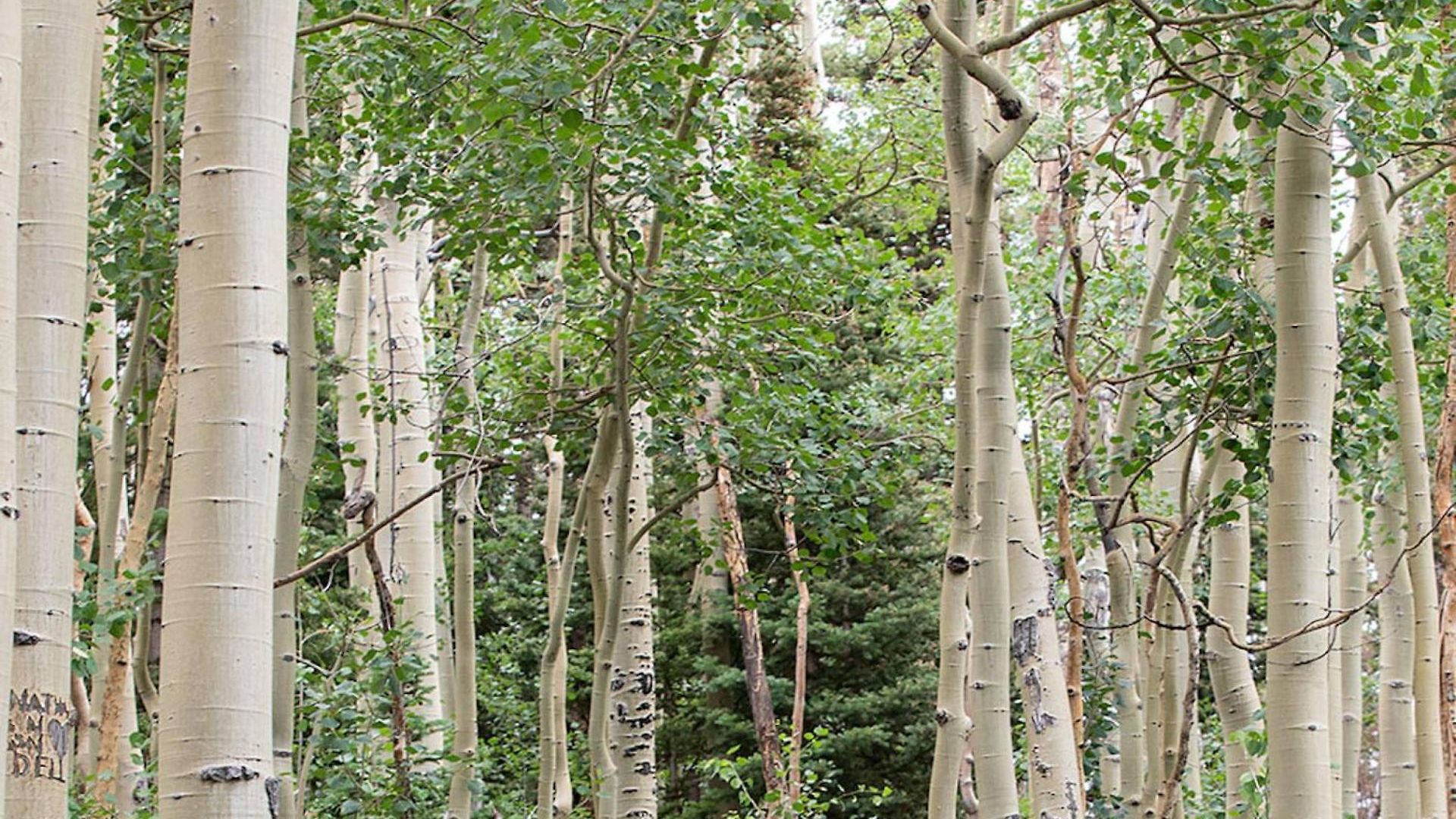 Terraces ~ The Hot Toddy * Telluride