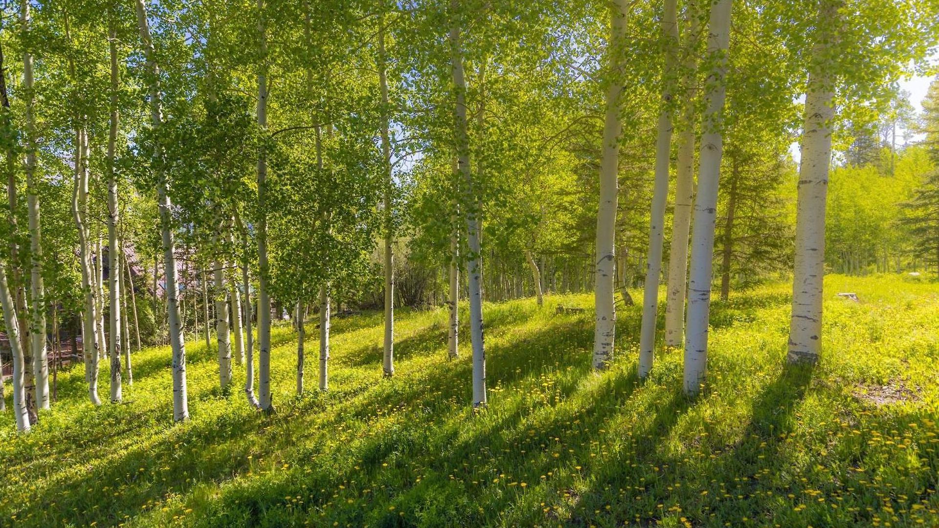 Holiday home Wapiti Lane Telluride