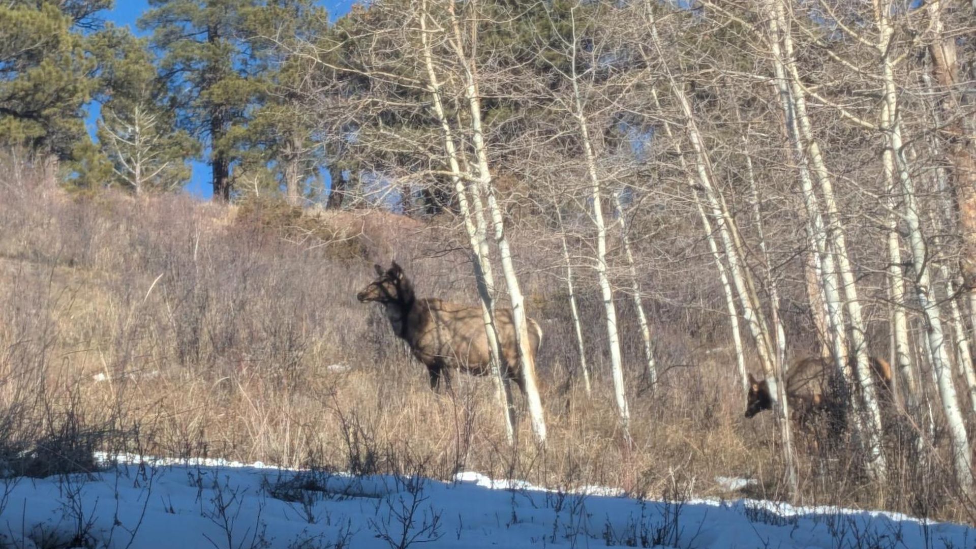 Peaceful Sunny Out In Condo, Parking, Pets * Telluride