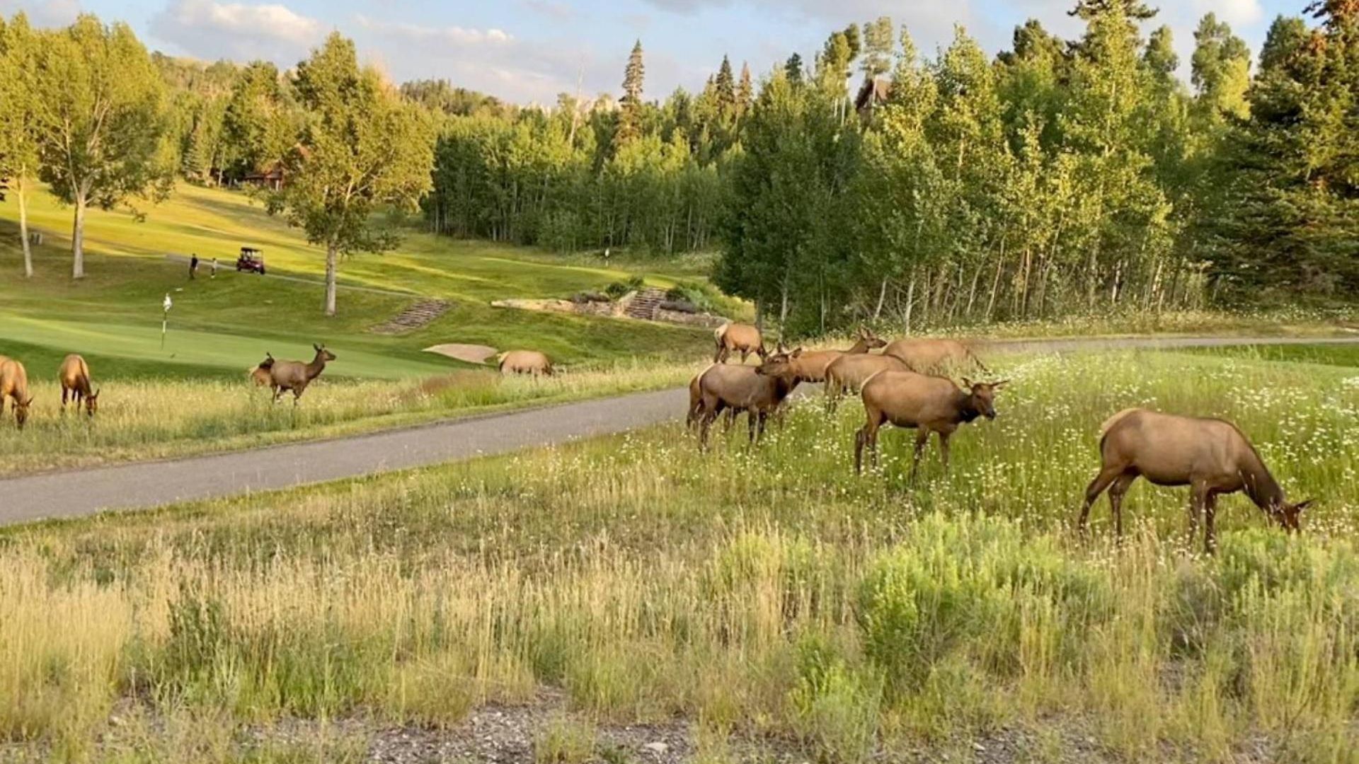 Adams Ranch Rd 259 ~ Summit Vista Holiday home Telluride