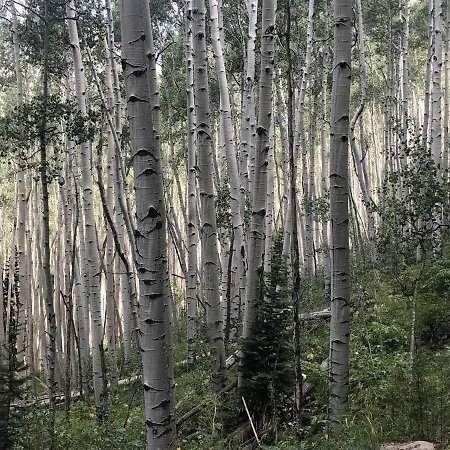 Apartment Penthouse Telluride