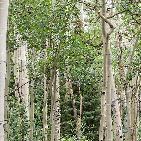 Terraces ~ The Hot Toddy * Telluride