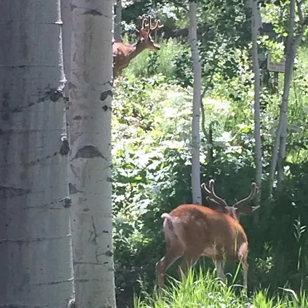 Wapiti Mountain Escape Guest Cabin Telluride