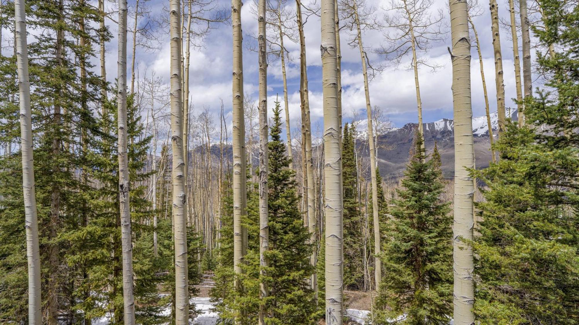 Holiday home Snowdrift By Avantstay Breathtaking W Prime Access Telluride